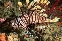 Raja Ampat 2016 - Pterois Vilantis - Red Lionfish - Poisson lion -IMG_5014_rc